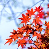 11月休診のお知らせ