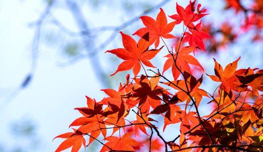 11月休診のおしらせ