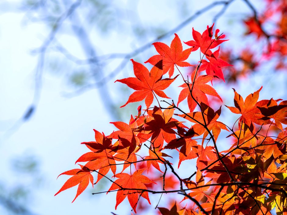 11月休診のお知らせ