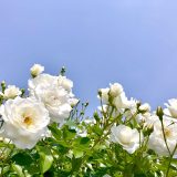 4月休診のお知らせ