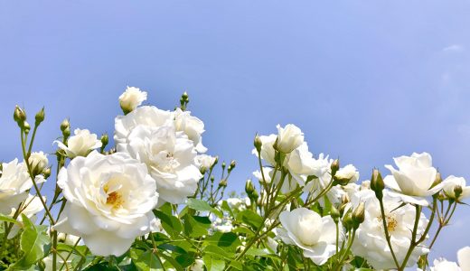 4月休診のお知らせ