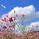10月休診のお知らせ