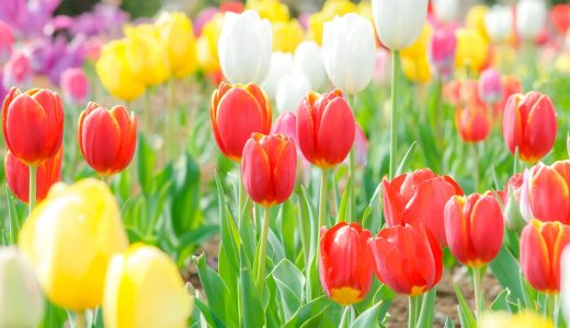 3月休診のお知らせ